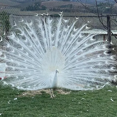 La Limonaia * Monteriggioni